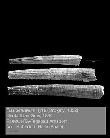 %_tempFileName43_dentalium1%