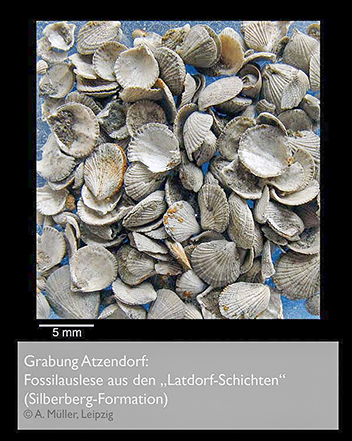 %_tempFileNameA005_atzendorf-fossilien%
