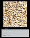 %_tempFileNameA001_atzendorf-fossilien%