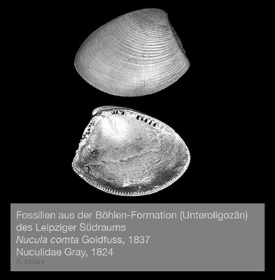 %_tempFileNameBB02_nucula%