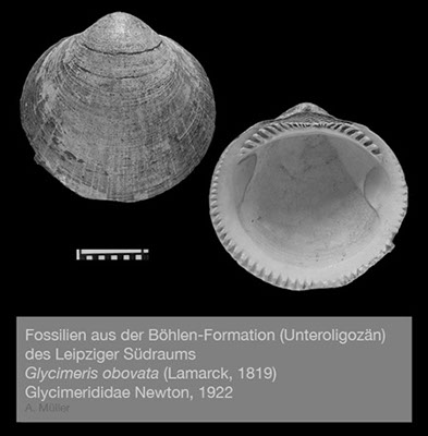%_tempFileNameBB05_glycimeris%