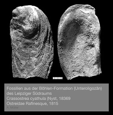 %_tempFileNameBB08_crassostrea%