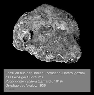 %_tempFileNameBB09_crassostrea%