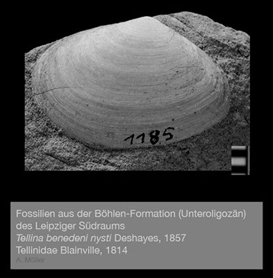 %_tempFileNameBB21_tellina%