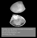 %_tempFileNameBB02_nucula%