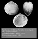 %_tempFileNameBB04_glycimeris%