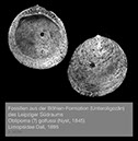 %_tempFileNameBB07_limopsis%