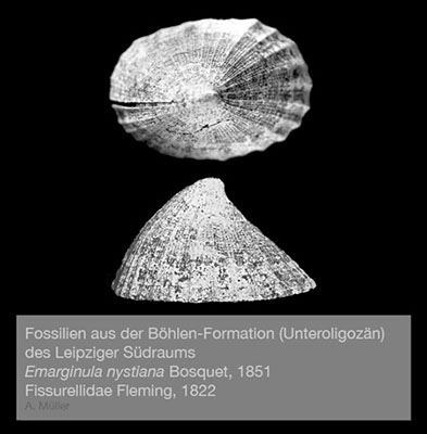 %_tempFileNameGB01_emarginula%