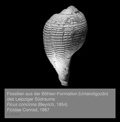 %_tempFileNameGB12_ficus%