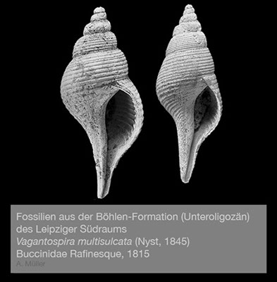 %_tempFileNameGB21_vagantospira%