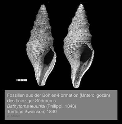 %_tempFileNameGB27_leunisii%