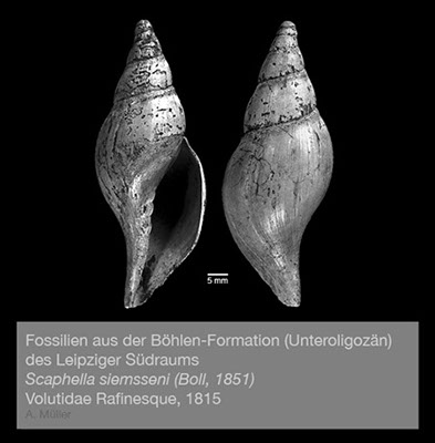 %_tempFileNameGB30_scaphella%