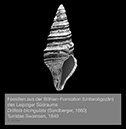 %_tempFileNameGB26_bicingulata%