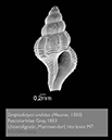 %_tempFileNamemammendorf_G_BUC_09%