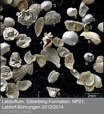 Latdorf Fossiluebersicht 1