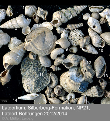 Latdorf Fossiluebersicht 2