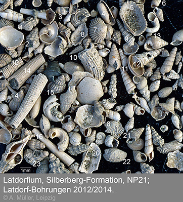 Latdorf Fossiluebersicht 4