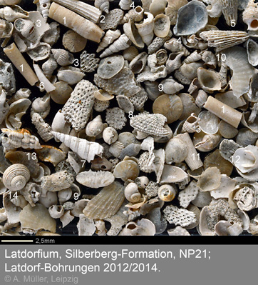 Latdorf Fossiluebersicht 6