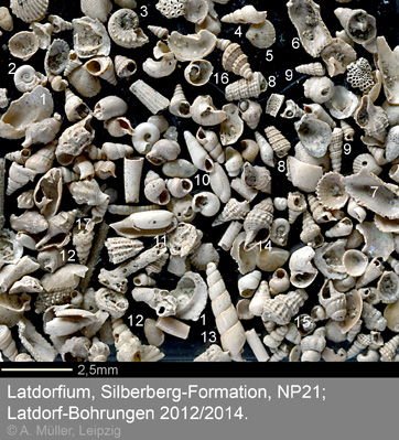 Latdorf Fossiluebersicht 6