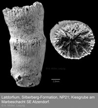 Latdorfium Korallen 1