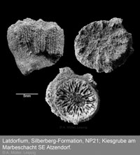 Latdorfium Korallen 2