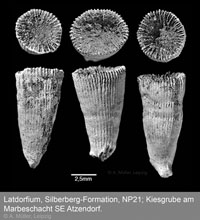 Latdorfium Korallen 3