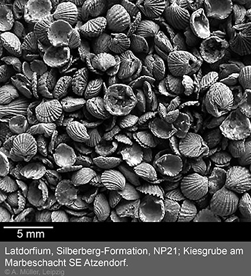 Orthothyris