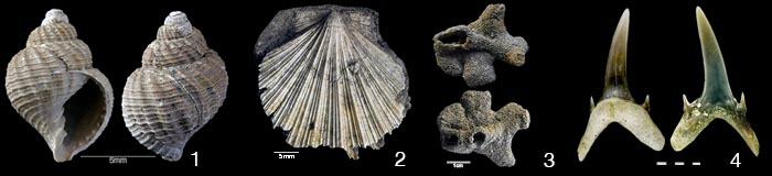 Tertiaer_Fossilien01