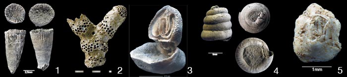 Tertiaer_Fossilien02