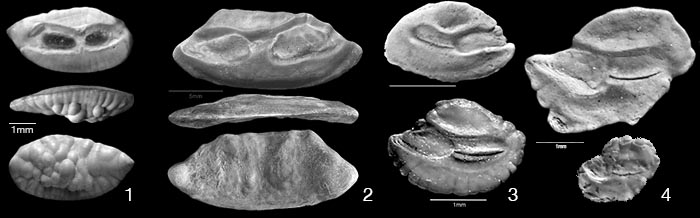 Tertiaer_Fossilien03
