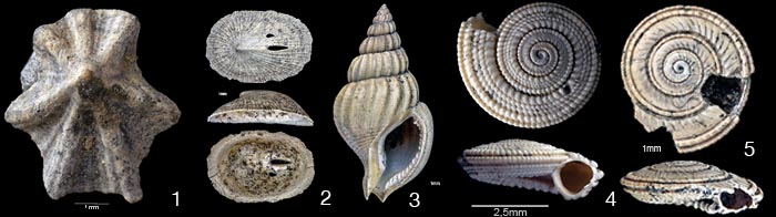 Tertiaer_Fossilien05