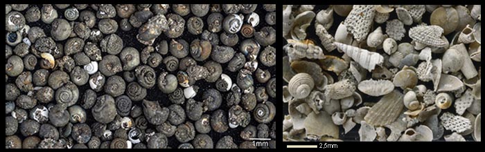 Tertiaer_Fossilien06