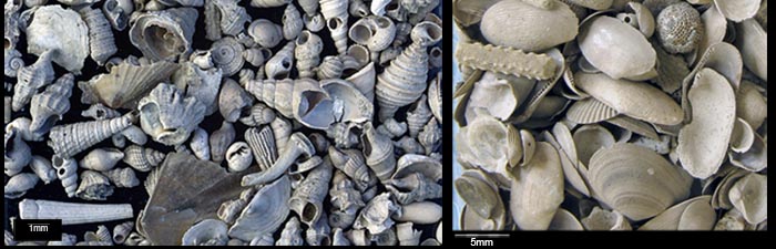 Tertiaer_Fossilien07