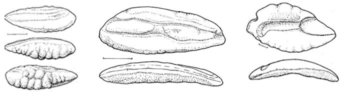 Tertiaer_Fossilien08