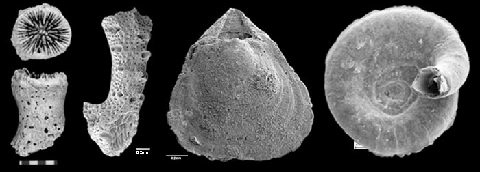 Tertiaer_Fossilien09