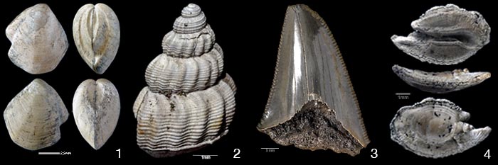Tertiaer_Fossilien11