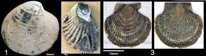 Tertiaer_Fossilien12