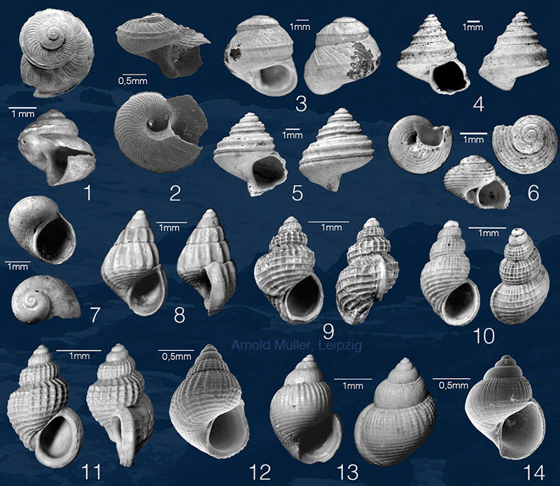 Mammendorf Gastropoda 2