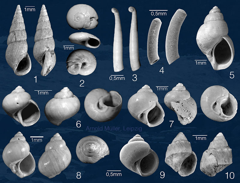 Mammendorf Gastropoda 3