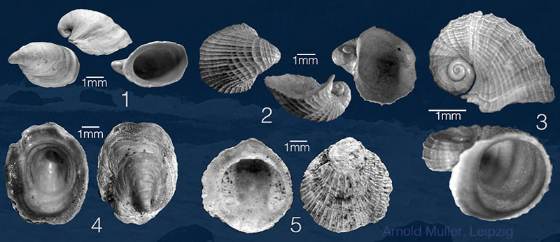 Mammendorf Gastropoda 4