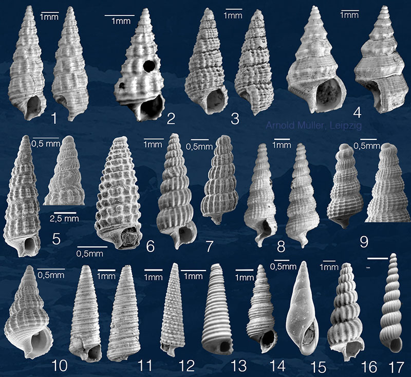 Mammendorf Gastropoda 5