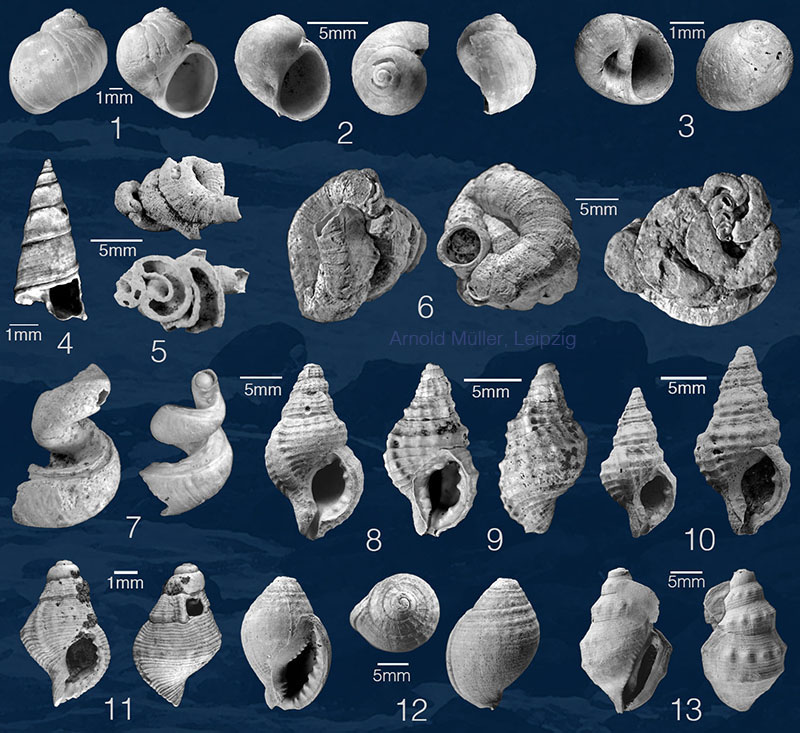 Mammendorf Gastropoda 6