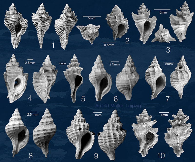 Mammendorf Gastropoda 7