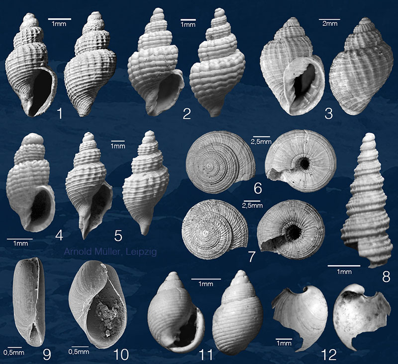 Mammendorf Gastropoda 9