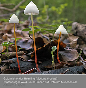Mycena01