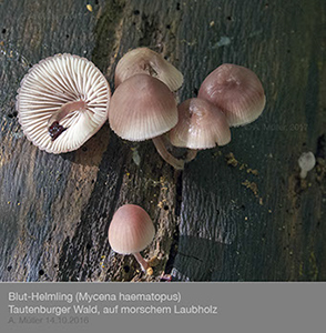 Mycena02
