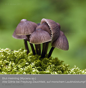 Mycena03
