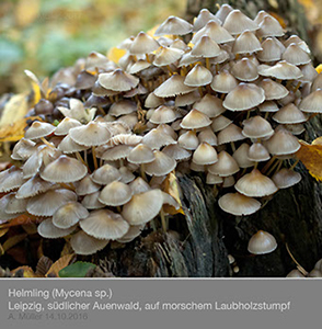 Mycena04