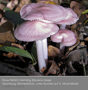 Mycena07