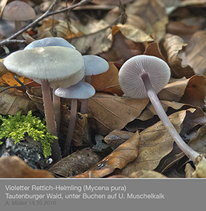 Mycena08